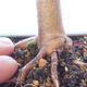 Bonsai zewnętrzne - palma Acer. Atropurpureum-Czerwony liść palmowy - 3/6
