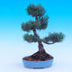 Outdoor bonsai -Borovice drobnokvětá - Pinus parviflora glauca - 3/7