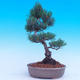 Outdoor bonsai -Borovice drobnokvětá - Pinus parviflora glauca - 3/6
