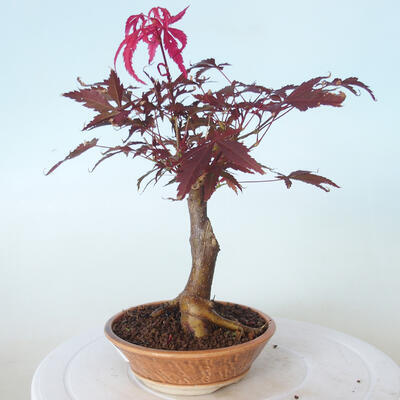 Bonsai zewnętrzne - palma Acer. Atropurpureum-Czerwony liść palmowy - 3