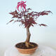 Bonsai zewnętrzne - palma Acer. Atropurpureum-Czerwony liść palmowy - 3/5