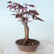 Bonsai zewnętrzne - palma Acer. Atropurpureum-Czerwony liść palmowy - 3/5