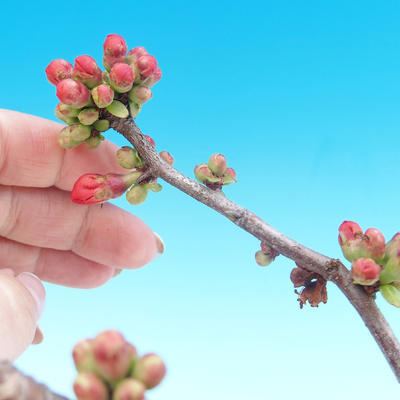 Outdoor bonsai - Chaneomeles japonica - Pigwa japońska - 3