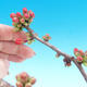 Outdoor bonsai - Chaneomeles japonica - Pigwa japońska - 2/3