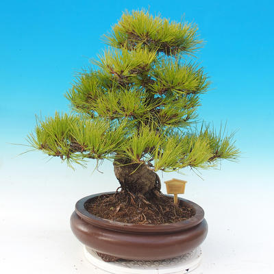 Outdoor bonsai - Pinus densiflora - czerwona sosna - 3