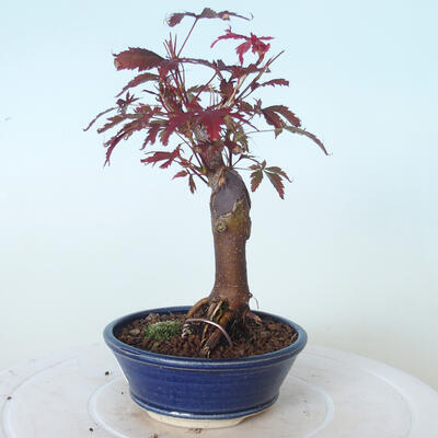 Bonsai zewnętrzne - palma Acer. Atropurpureum-Czerwony liść palmowy - 3