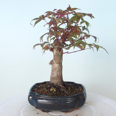 Bonsai outdoor - Maple palmatum DESHOJO - Maple palmate - 3