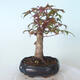 Bonsai outdoor - Maple palmatum DESHOJO - Maple palmate - 3/6