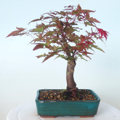 Bonsai outdoor - Maple palmatum DESHOJO - Maple palmate - 3