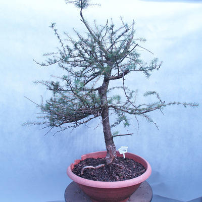 Yamadori - Modrzew liściastych - Larix decidua - 3