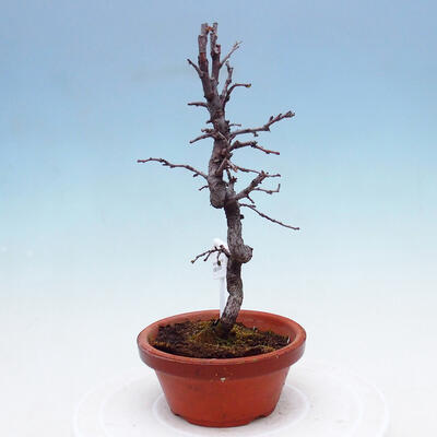 Plenerowe bonsai - Chaneomeles chinensis - chińska pigwa - 3