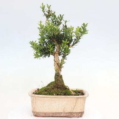 Bonsai pokojowe - Buxus harlandii - buxus korkowy - 3