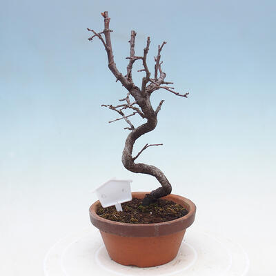 Plenerowe bonsai - Chaneomeles chinensis - chińska pigwa - 3