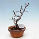 Plenerowe bonsai - Chaneomeles chinensis - chińska pigwa - 3/4
