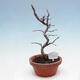 Plenerowe bonsai - Chaneomeles chinensis - chińska pigwa - 3/4