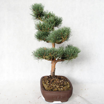 Outdoor bonsai - Pinus sylvestris Watereri - sosna zwyczajna VB2019-26848 - 3