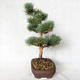 Outdoor bonsai - Pinus sylvestris Watereri - sosna zwyczajna VB2019-26848 - 3/4