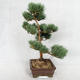 Outdoor bonsai - Pinus sylvestris Watereri - sosna zwyczajna VB2019-26852 - 3/4