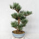 Outdoor bonsai - Pinus sylvestris Watereri - sosna zwyczajna VB2019-26859 - 3/4