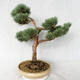 Outdoor bonsai - Pinus sylvestris Watereri - sosna zwyczajna VB2019-26868 - 3/4