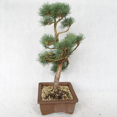 Outdoor bonsai - Pinus sylvestris Watereri - sosna zwyczajna VB2019-26878 - 3