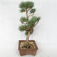 Outdoor bonsai - Pinus sylvestris Watereri - sosna zwyczajna VB2019-26878 - 3/4