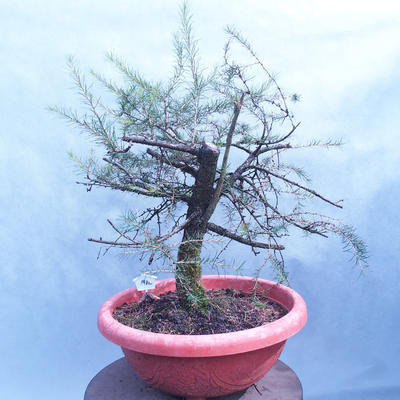 Yamadori - Modrzew liściastych - Larix decidua - 3