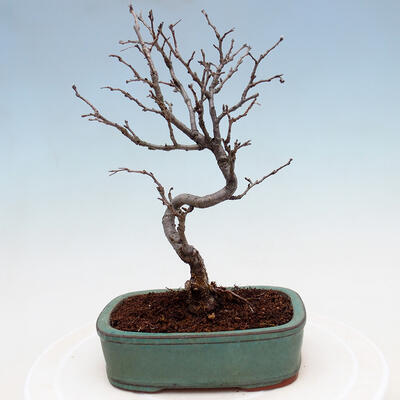 Outdoor bonsai - Photinia villosa - Photinia villosa - 3