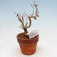 Outdoor bonsai Acer palmatum - palma klonowa - 3/4