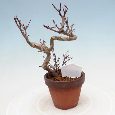 Outdoor bonsai Acer palmatum - palma klonowa - 3