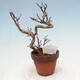 Outdoor bonsai Acer palmatum - palma klonowa - 3/4