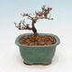 Outdoor bonsai - Ligustrum obtusifolium - Dziób ptasi o matowych liściach - 3/5