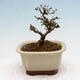Outdoor bonsai - Ligustrum obtusifolium - Dziób ptasi o matowych liściach - 3/5