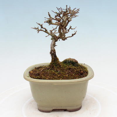 Outdoor bonsai - Ligustrum obtusifolium - Dziób ptasi o matowych liściach - 3