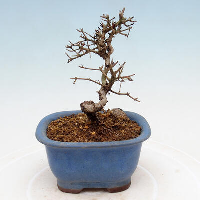 Outdoor bonsai - Ligustrum obtusifolium - Dziób ptasi o matowych liściach - 3