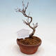 Outdoor bonsai - Maple Buergerianum - Maple Burger - 3/5