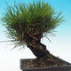 Outdoor bonsai - Pinus thunbergii corticosa - korka sosny - 3/5