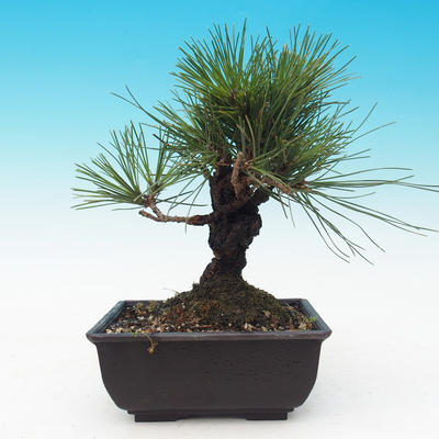 Outdoor bonsai - Pinus thunbergii corticosa - korka sosny - 3