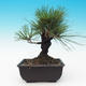 Outdoor bonsai - Pinus thunbergii corticosa - korka sosny - 3/4