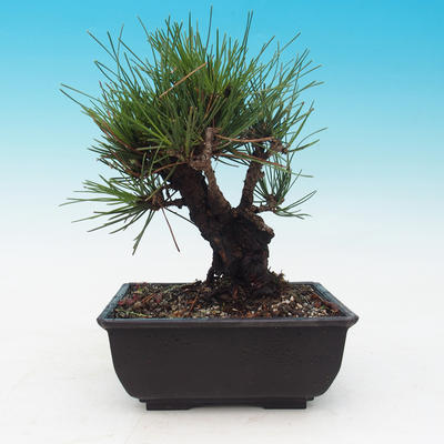 Outdoor bonsai - Pinus thunbergii corticosa - korka sosny - 3