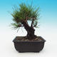 Outdoor bonsai - Pinus thunbergii corticosa - korka sosny - 3/4