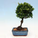 Outdoor bonsai - Cham.pis obtusa Nana Gracilis - Cypress - 3/3