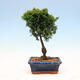 Outdoor bonsai - Cham.pis obtusa Nana Gracilis - Cypress - 3/3