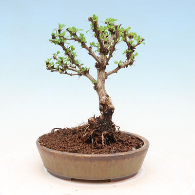 Outdoor bonsai - Berberis thunbergii Kobold - Dřištál Thunberg's - 3