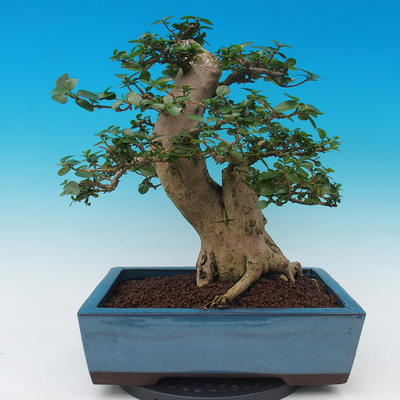 Pokój bonsai-PREMNA MICROPHYLLA Kozlovoň malolistá - 3