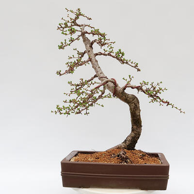 Bonsai zewnętrzne - Larix decidua - Modrzew liściasty - 3