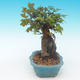 Shohin - Klon, Acer burgerianum na skale - 3/6