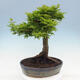 Outdoor bonsai - Acer palmatum Shishigashira - 3/6