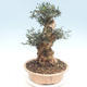 Kryte bonsai - Olea europaea sylvestris - Europejska oliwa z małych liści - 3/6