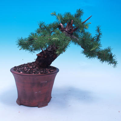 Outdoor bonsai -Larix decidua - modrzew europejski - 3